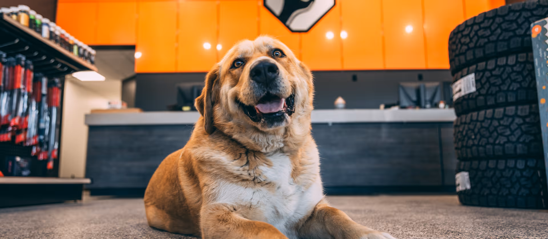company dog